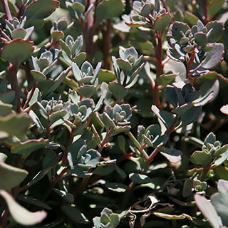 Stonecrop, Cliff